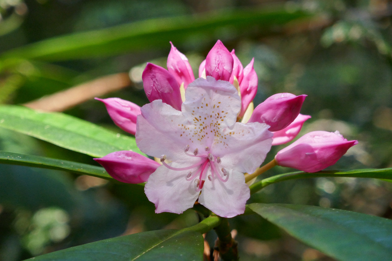 The Pacific Rhododendron (Rhododendron macrophyllum) is native to Washington state.